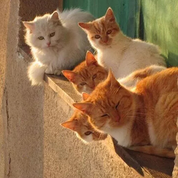 Group of cats on the sun