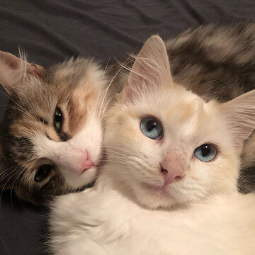 Two smiling cats