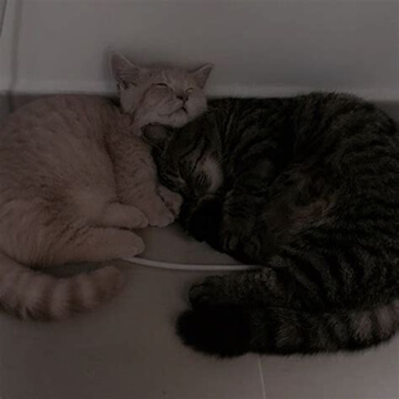 Two sleeping cats