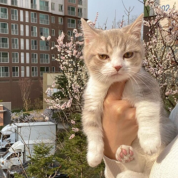 Light cat - spring photo