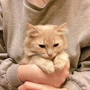 Cat is sleeping on the owner's hoody