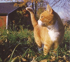 Orange cat on the grass