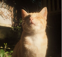 Red cat closed the eyes from the sun