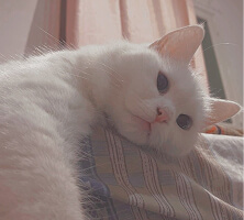 White cat is lying on the sofa