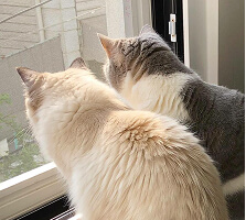 Two cats are watching through the window