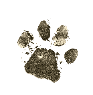 logo - cat's paw