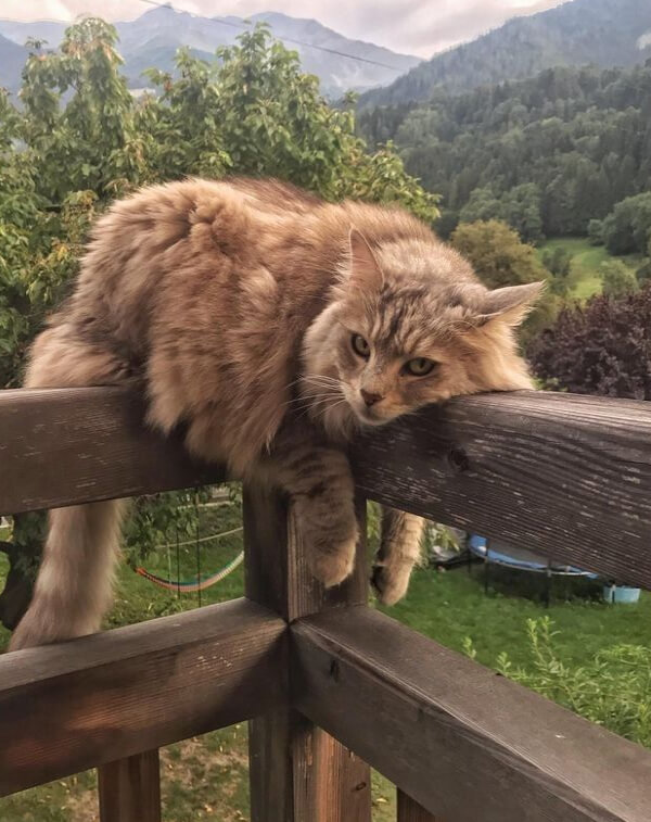 red cat on the fence