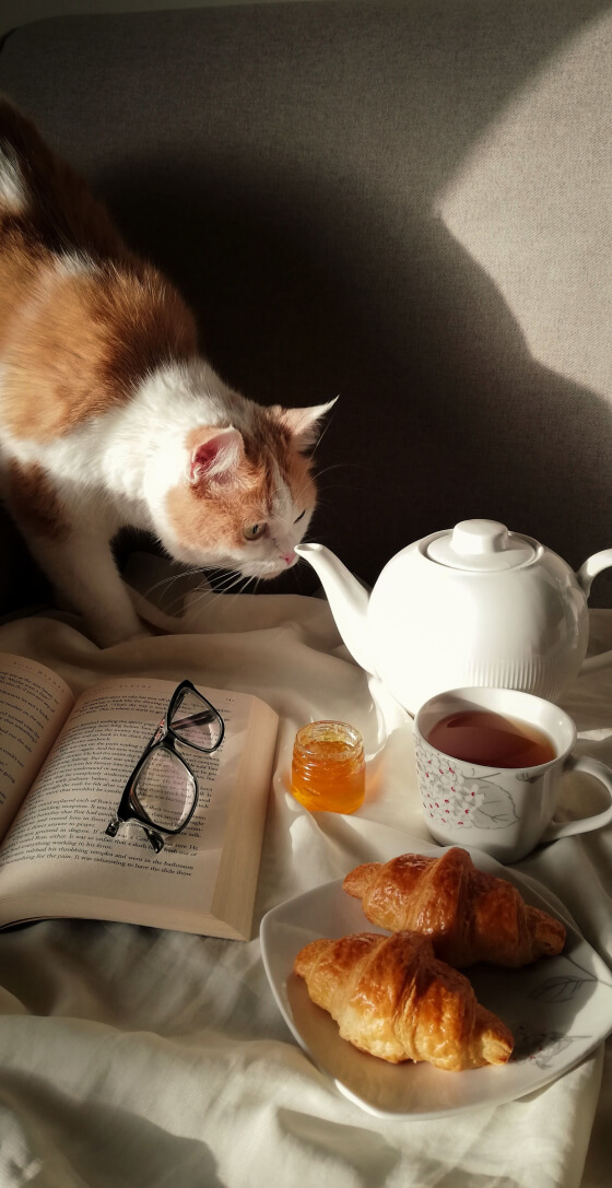 cat is looking at the teapot